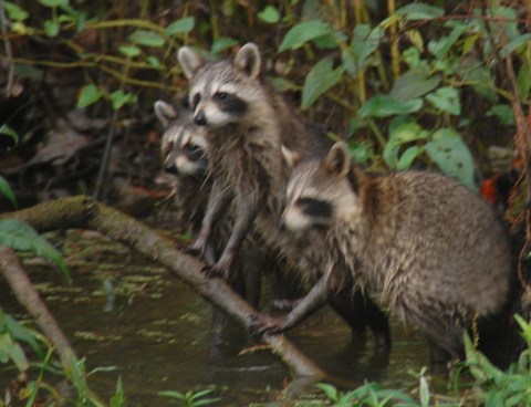 Racoons in the swamp